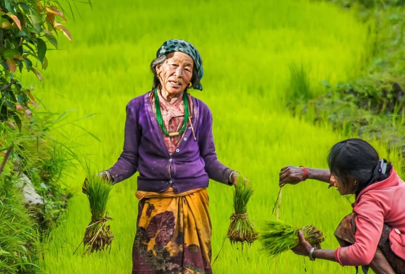 Older woman wearing purple top and yellow skirt holding onto plants with both hands and posing for camera alongside another woman kneeling and holding plants