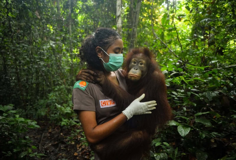 Woman with dark curly hair wearing green face mask and brown uniform holding onto chimpanzee in forest