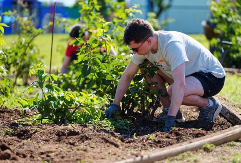 Person putting a plant into the ground